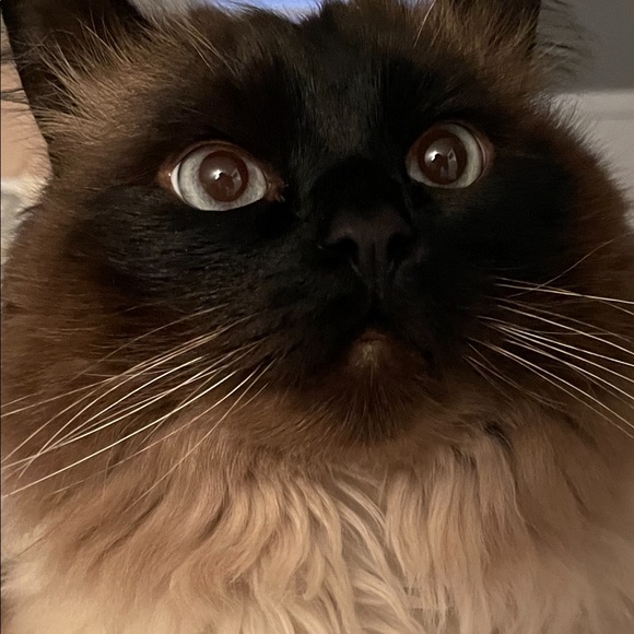 Meet your Posher, Jacquie - Picture 1 of 2